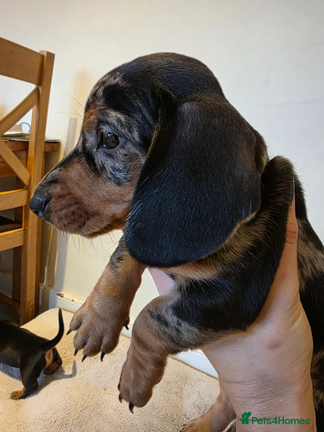 Dachshund dogs for sale: KC Standard Dachshund Puppies - Advert 3
