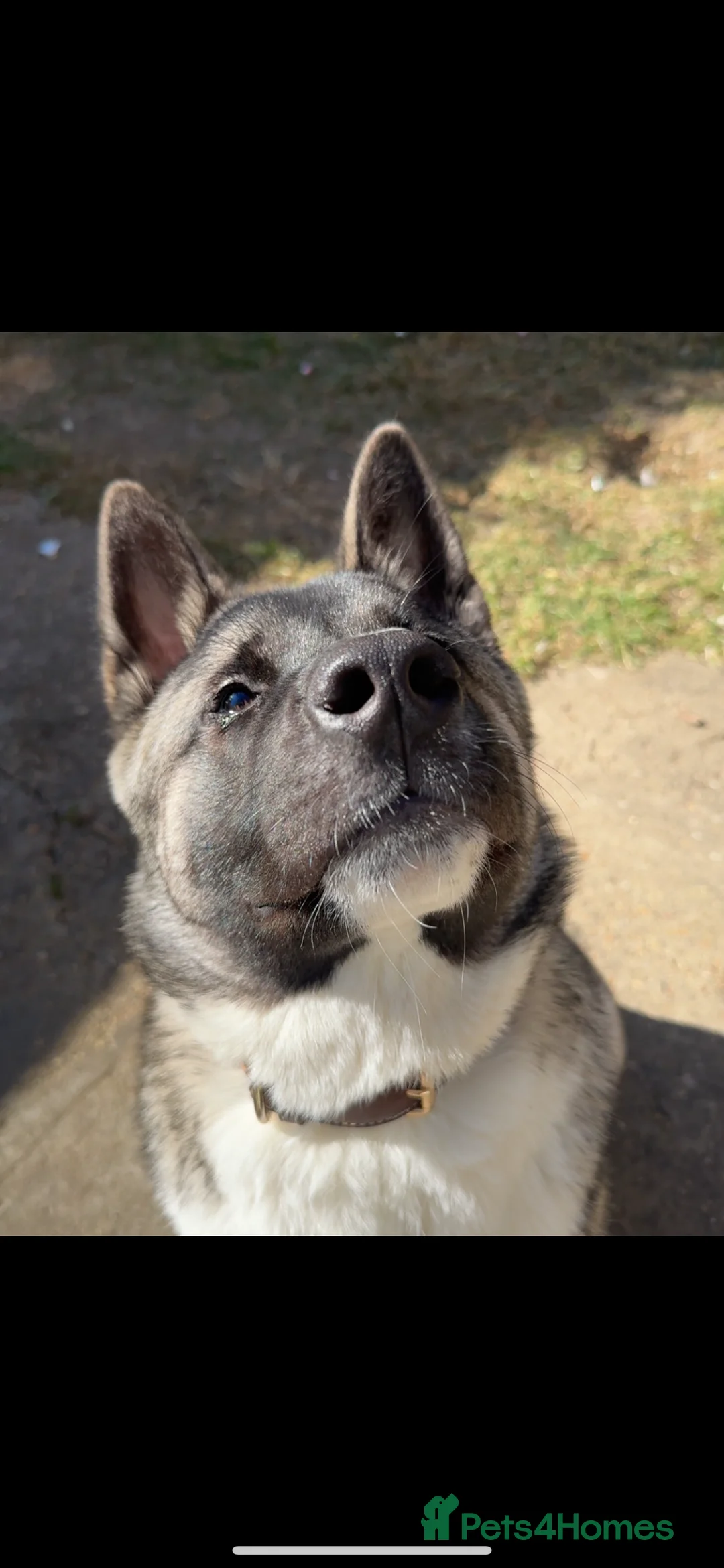 Akita dogs for sale: Male American Akita   in Clacton-on-Sea - Advert 1