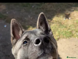 Akita dogs Male American Akita in Clacton-on-Sea - Advert 10