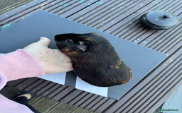 Guinea Pig rodents for sale: Female guinea pigs - Image 1