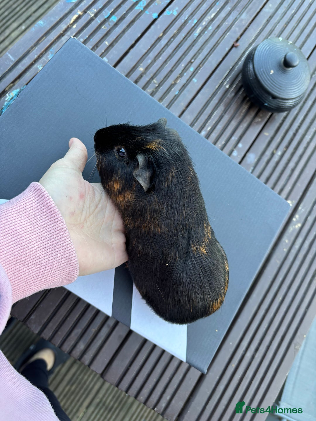 Guinea Pig rodents for sale: Female guinea pigs - Image 1