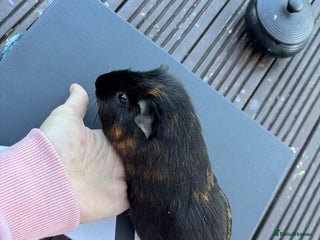 Guinea Pig rodents - Advert 31