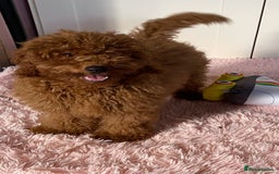 Miniature Poodle dogs for sale: 🐩♥️Kc reg miniature poodles♥️🐩 - Image 17