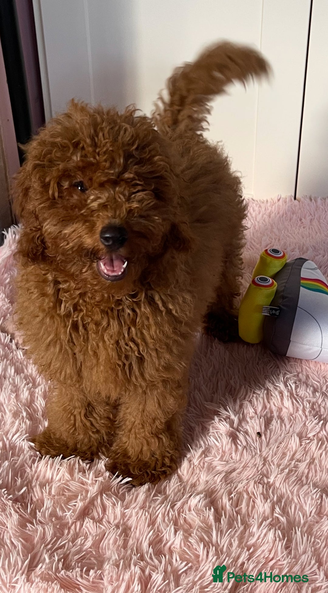 Miniature Poodle dogs for sale: 🐩♥️Kc reg miniature poodles♥️🐩 - Image 17