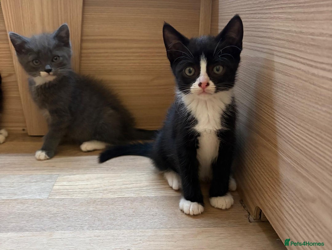 British Shorthair cats for sale: Gorgeous British Shorthair kittens! - Image 15