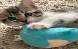 European cats for sale: 8 weeks old - kittens  - Image 37