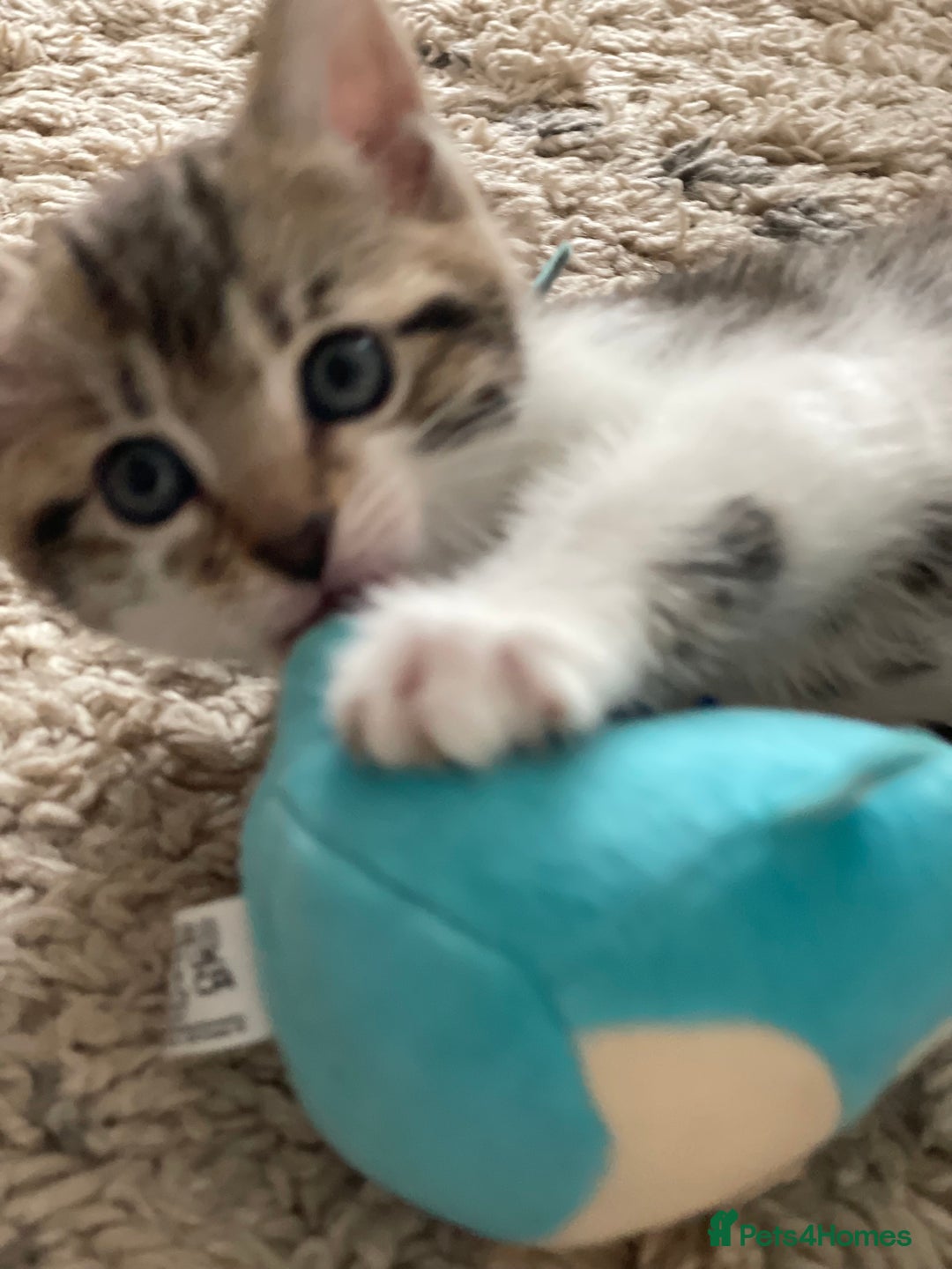 European cats for sale: 8 weeks old - kittens  - Image 37