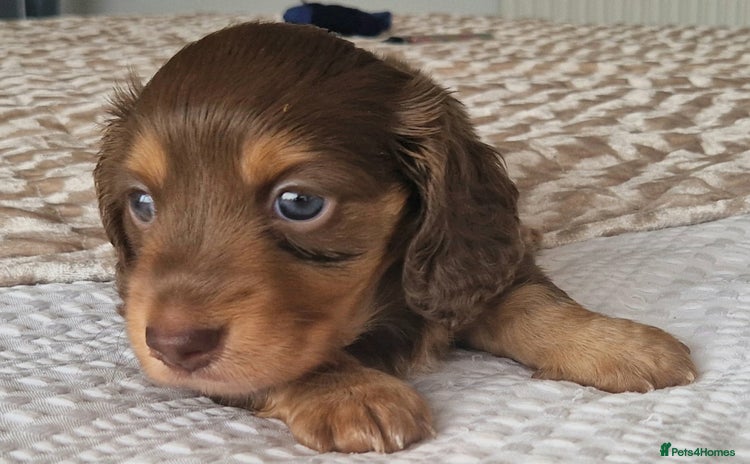 Miniature Dachshund dogs - Advert 10