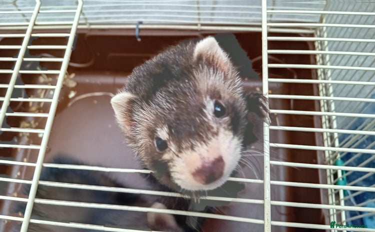 Ferret rodents - Advert 2