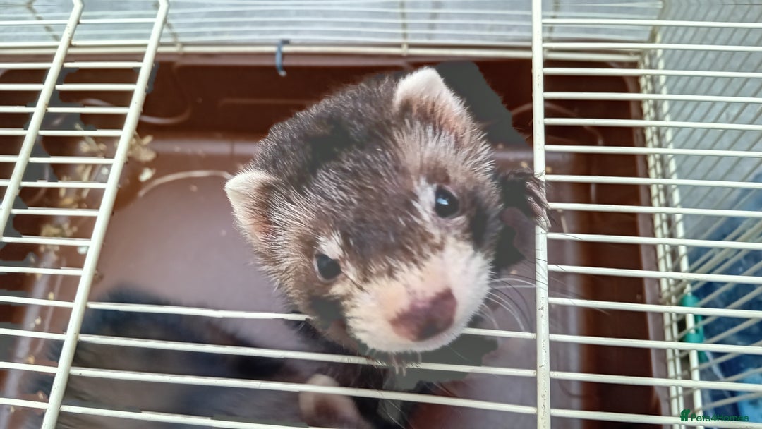 Ferret rodents for sale: EUX ferrets - Image 1
