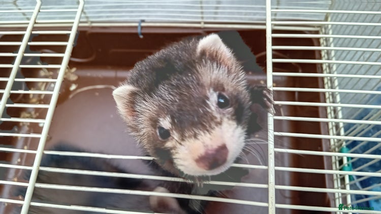 Ferret rodents - Advert 13