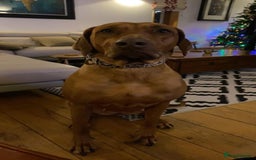 Rhodesian Ridgeback dogs for sale: Stunning Rhodesian RidgeBack Pups.. - Image 21