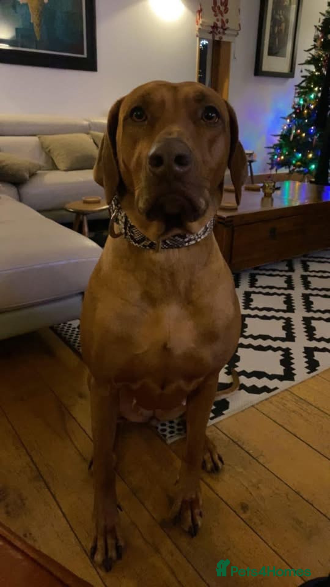 Rhodesian Ridgeback dogs for sale: Stunning Rhodesian RidgeBack Pups.. - Image 21