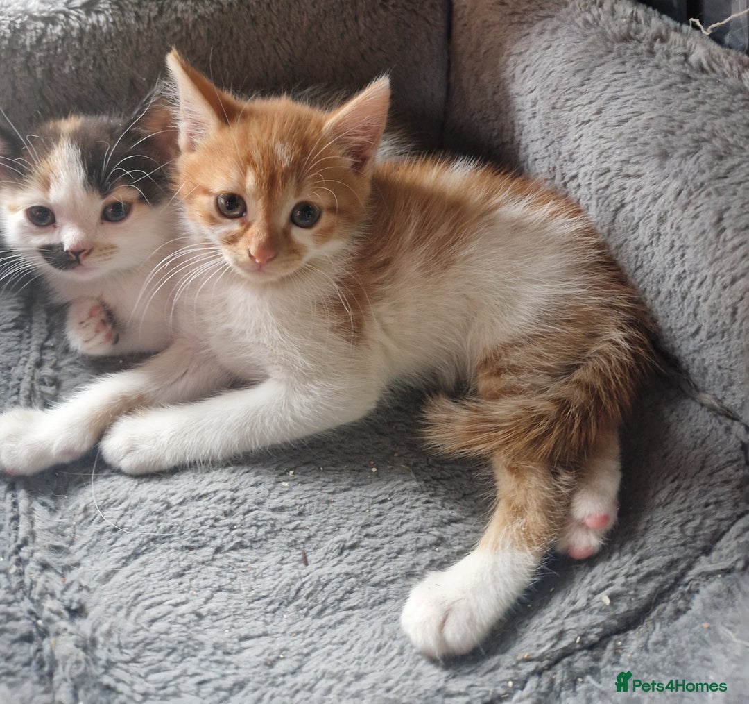 Mixed Breed cats for sale: Siberian cross ready to go!!! - Image 9
