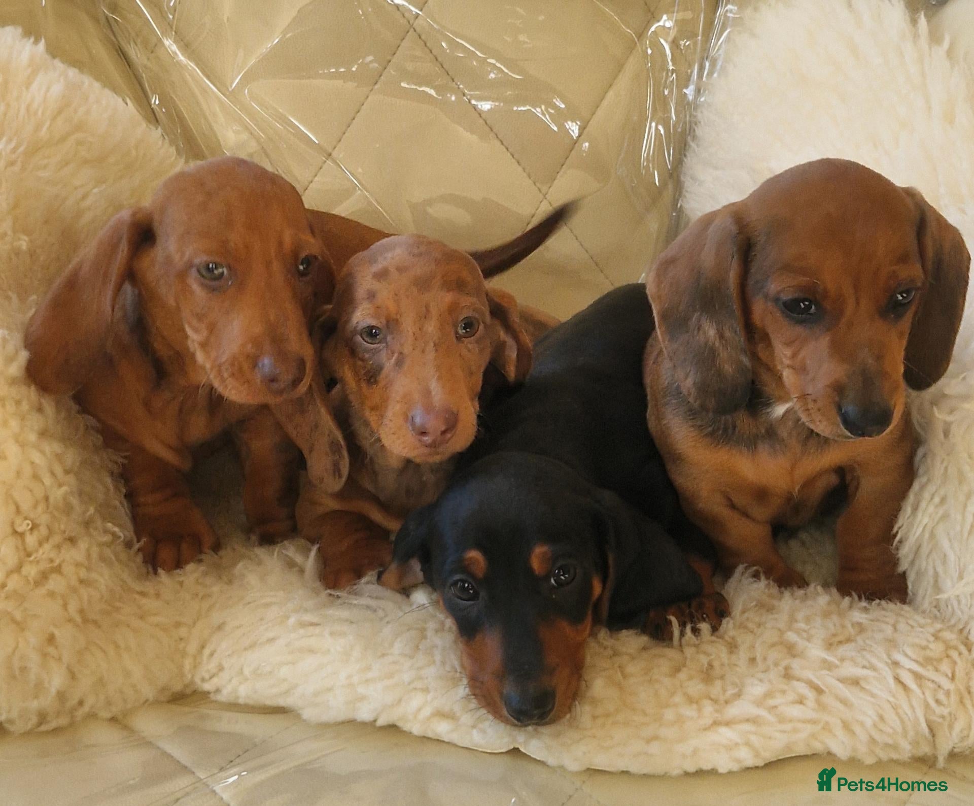 Miniature Dachshund dogs 🐕🐕6 adorable miniature dashund puppies 🐕🐕 - Advert 1
