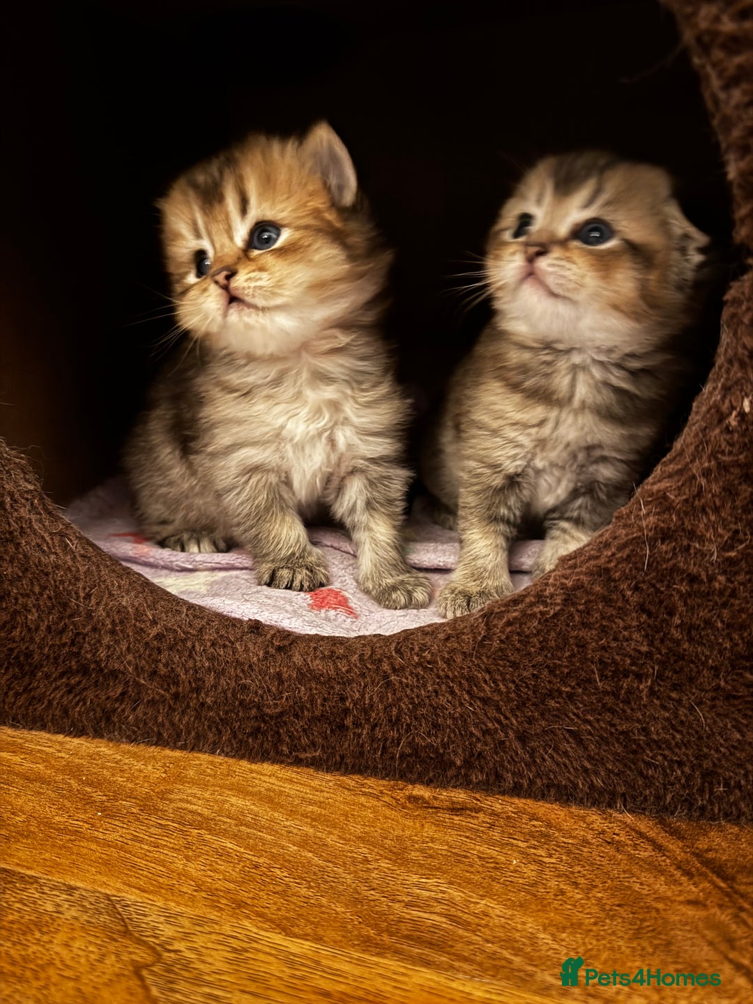 Scottish Fold cats for sale: Purebred Chinchilla Scottish Fold Kittens  🐾 - Advert 16