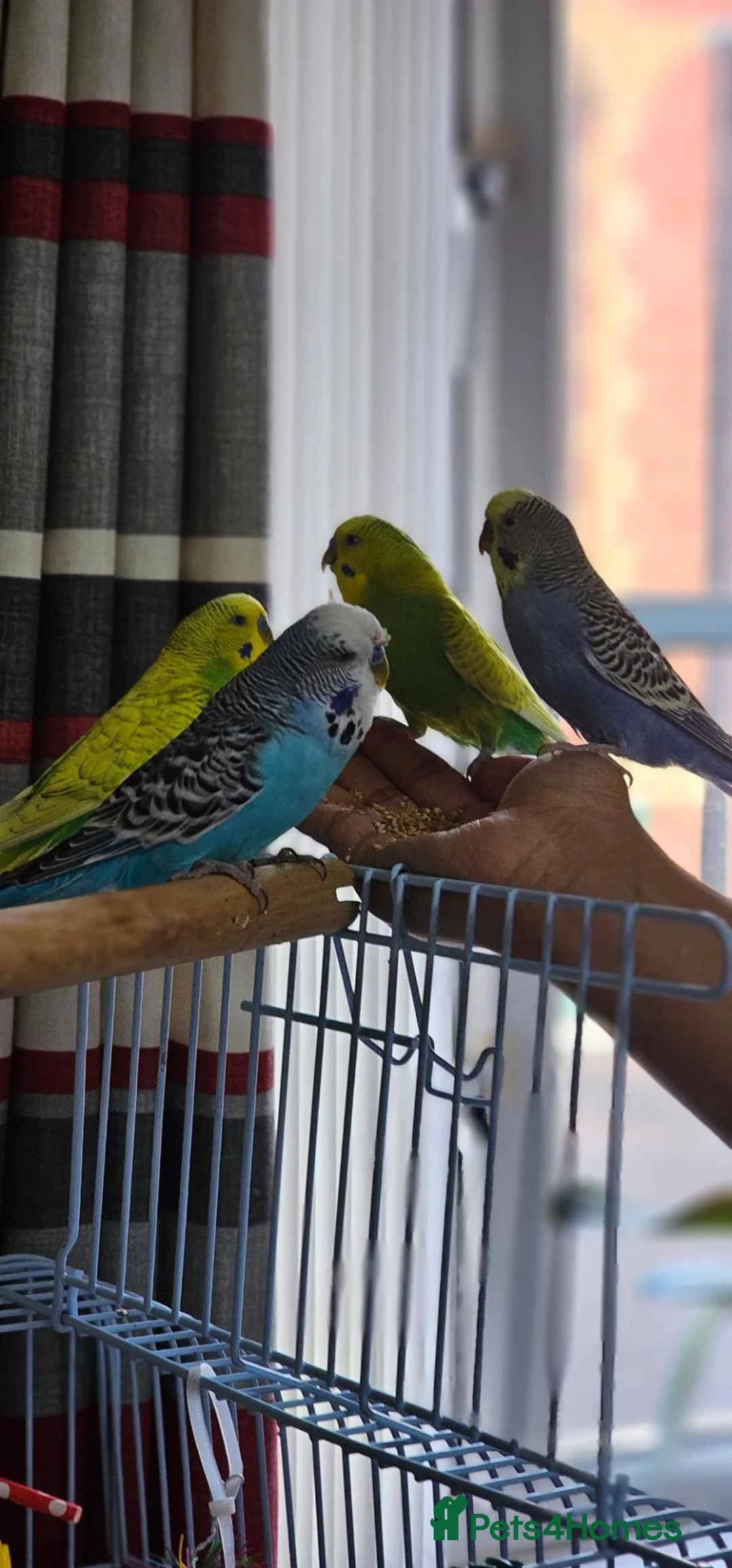 Budgerigars birds for sale: Hand Tamed Budgies for Sale-Weston Super Mare - Advert 2