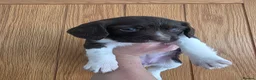 English Springer Spaniel dogs for sale: Stunning litter of English Springer Spaniels  - Advert 11