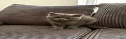Mixed Breed cats for sale: Beautiful Ragdoll x British Shorthair Kittens  - Advert 15