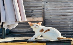 Domestic Shorthair cats for sale: Ready for adoption  - Image 2
