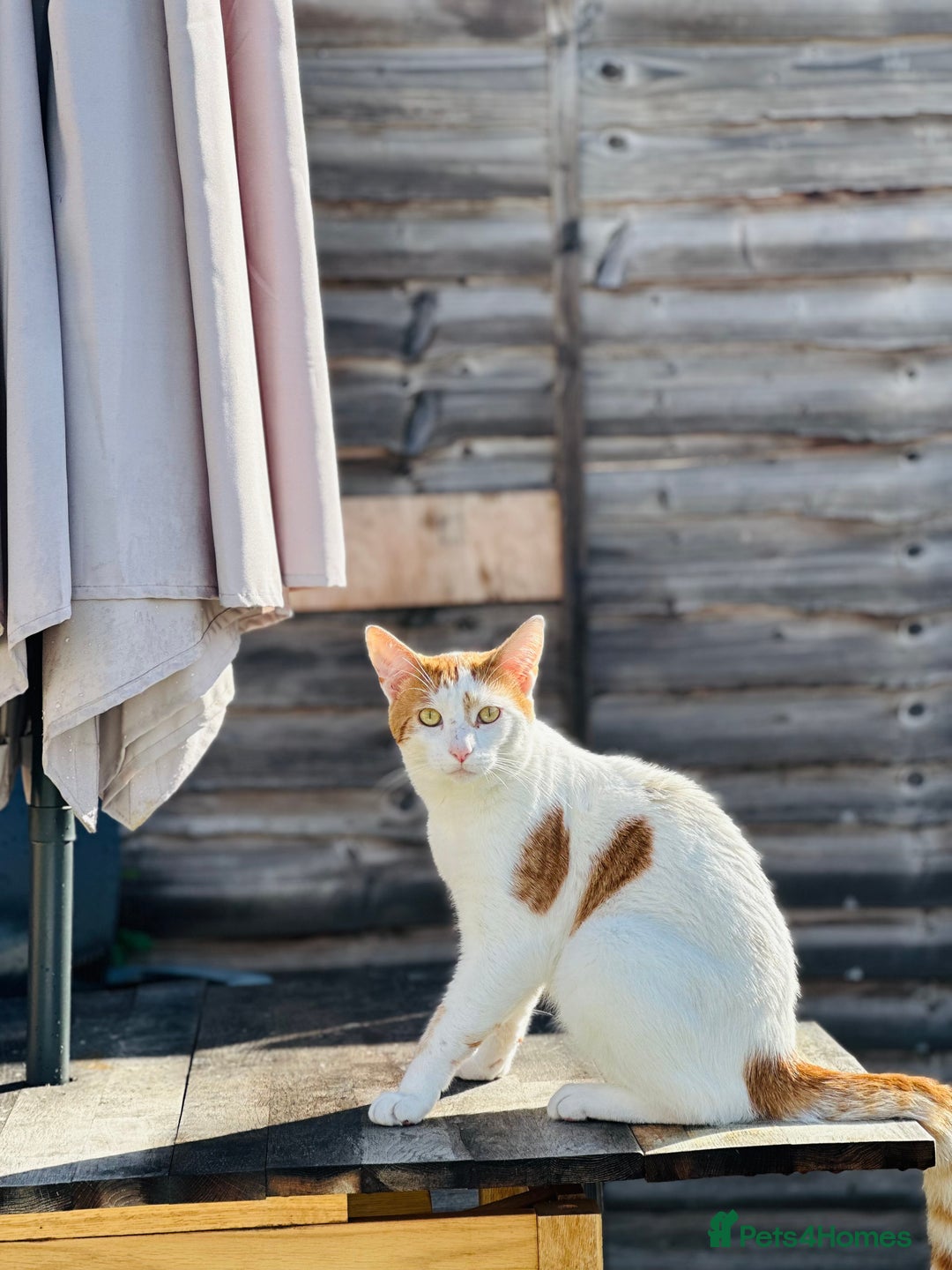 Domestic Shorthair cats for sale: Ready for adoption  - Image 2