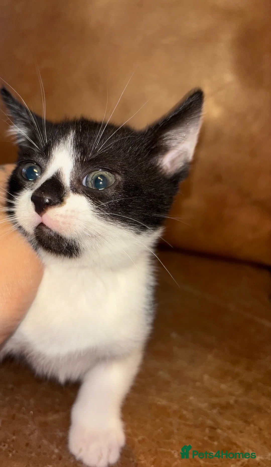 Mixed Breed cats for sale: Russian grey/black mix breed  - Advert 2