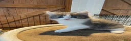 Mixed Breed cats for sale: Beautiful persian cross long hair domestic cat  - Advert 4