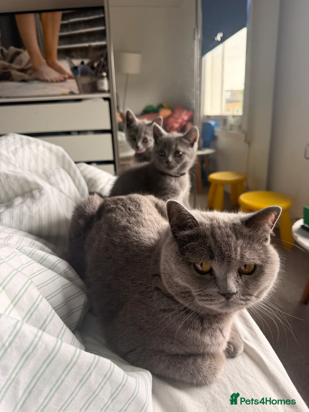 British Shorthair cats for sale: British Shorthair fluffy kitten ready to leave in Greenford - Advert 2