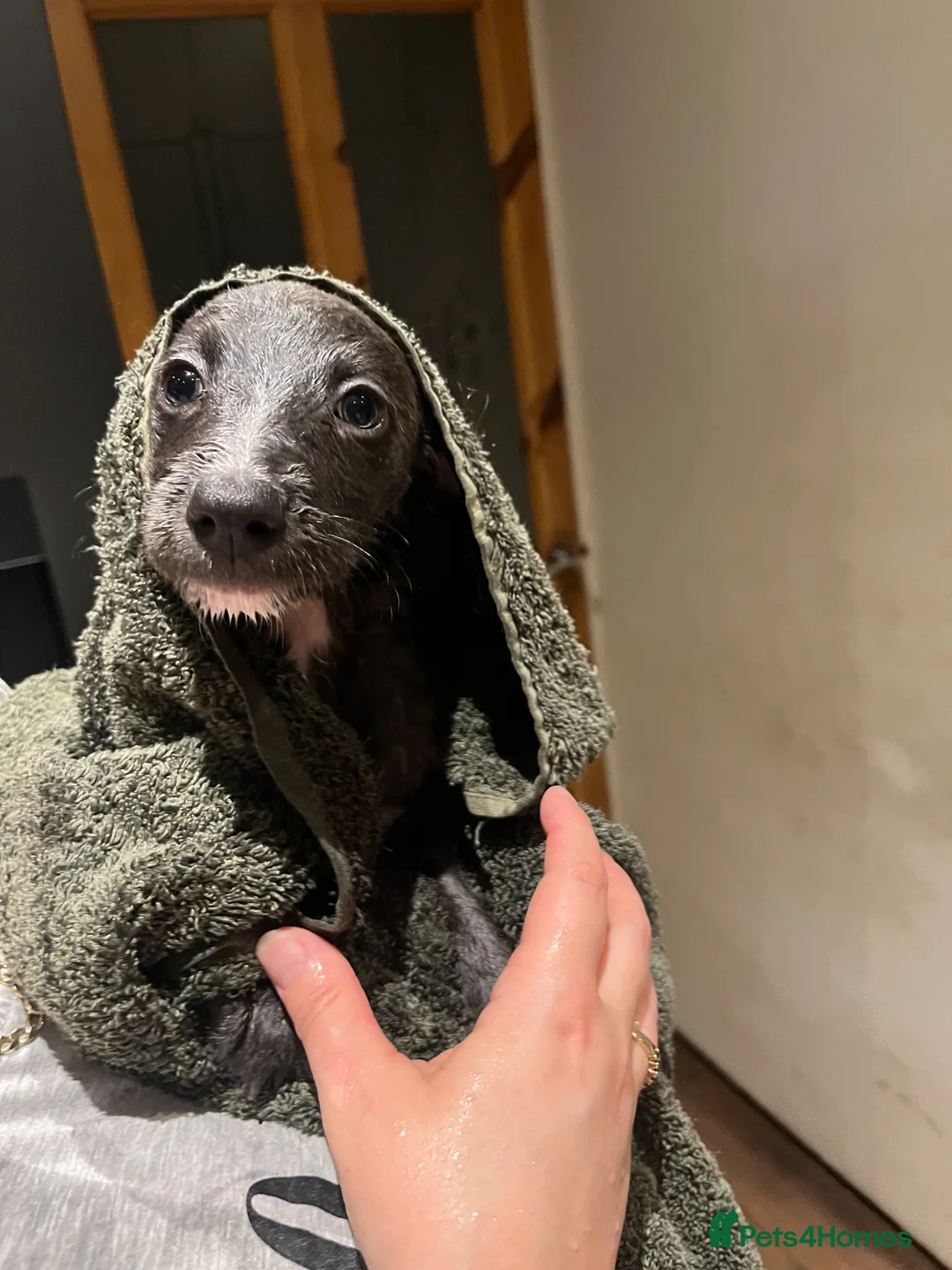 Lurcher dogs for sale: Bedlington Whippet pups for sale - Advert 21