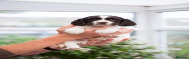 English Springer Spaniel Puppy 3