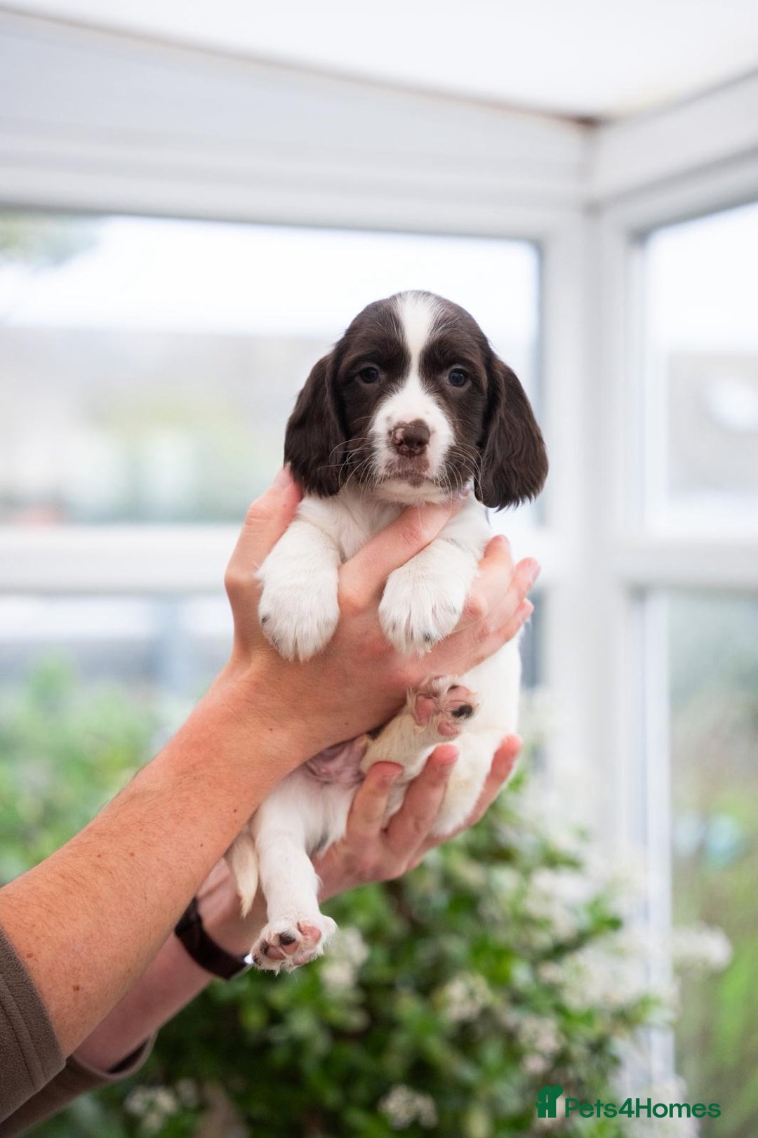 English Springer Spaniel dogs for sale: English Springer Spaniel  - Advert 9