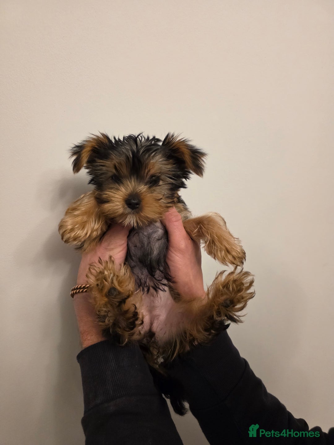 Yorkshire Terrier dogs for sale: MR Darek  - Advert 4
