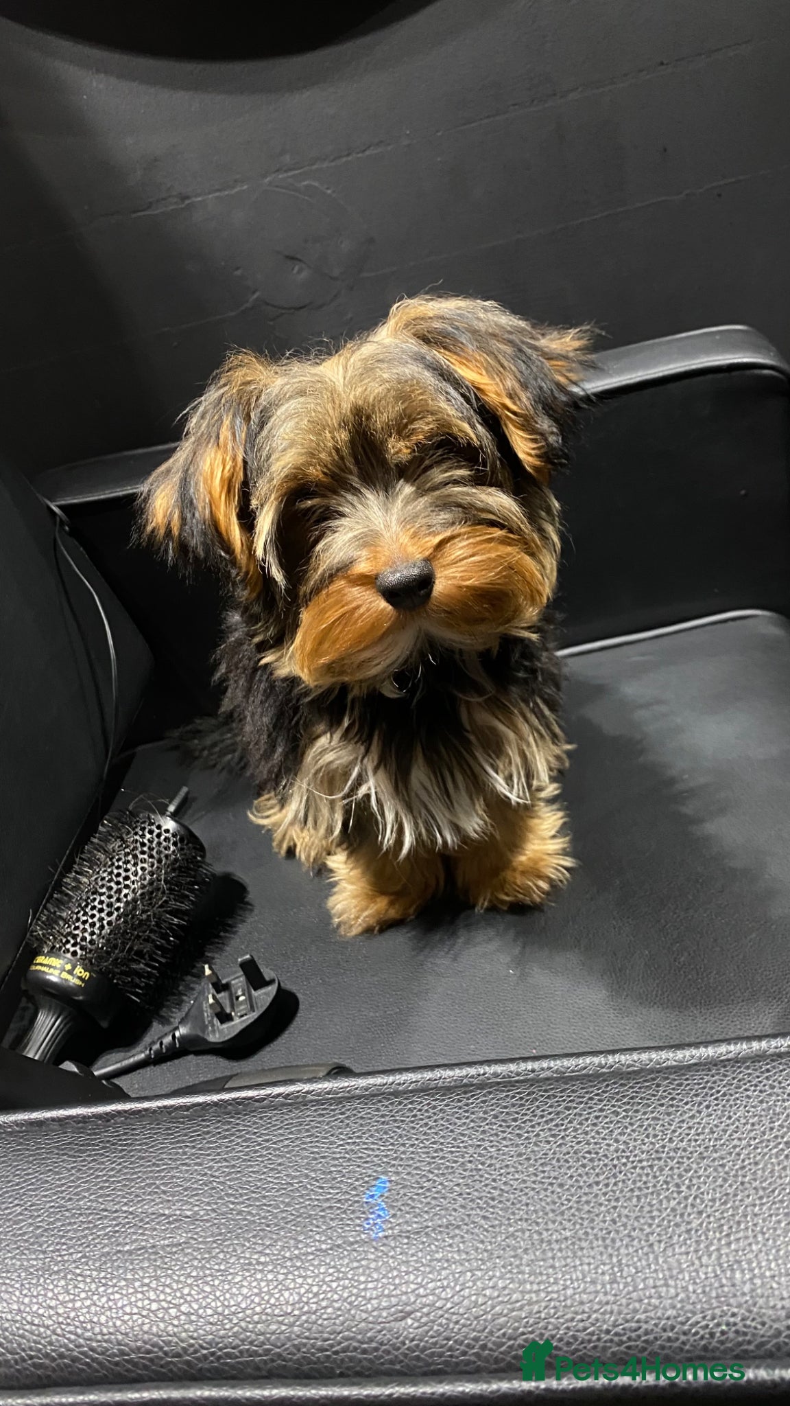 Yorkshire Terrier dogs Teddy  - Advert 4