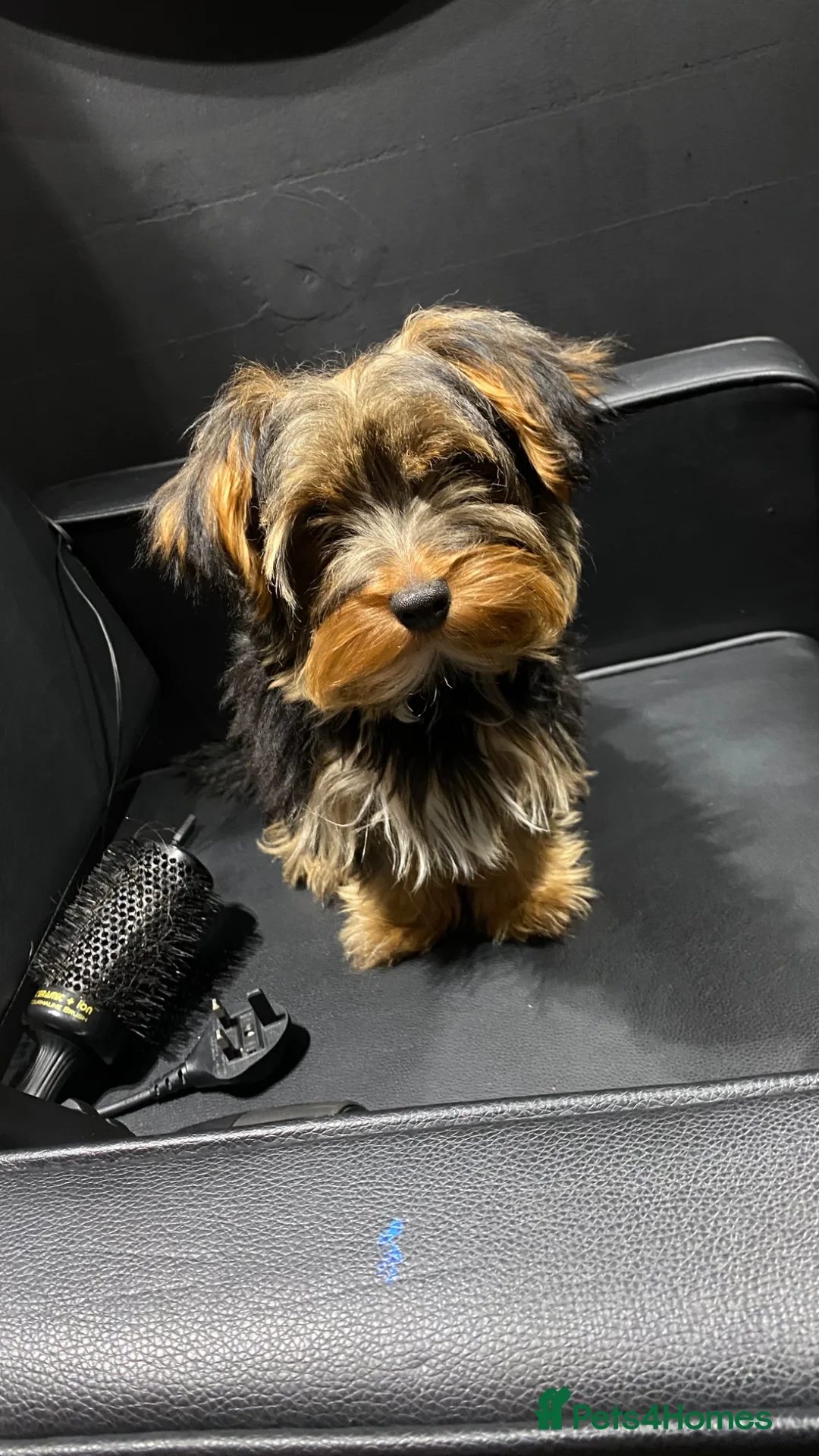 Yorkshire Terrier dogs for stud: Teddy  - Advert 1