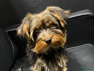 Yorkshire Terrier dogs Teddy - Advert 4