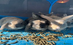 Mini Lop rabbits for sale: Mini lop baby bunnies - Image 10