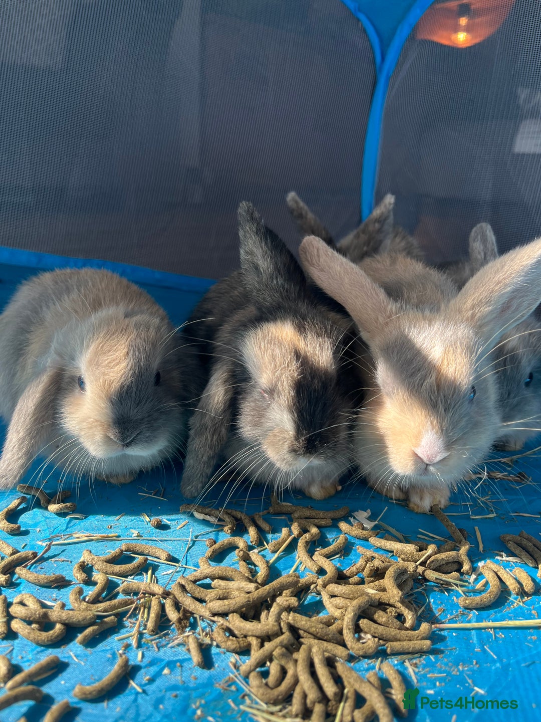 Mini Lop rabbits for sale: Mini lop baby bunnies - Image 10