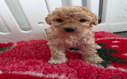 Cockapoo dogs for sale: F1b cockapoos 💜 health tested 🐶 - Image 1