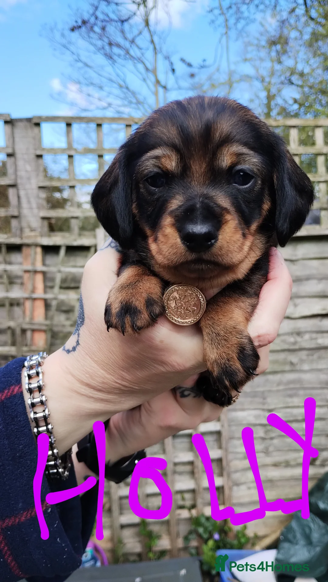 Dachshund dogs for sale: Adorable puppies4sale♥️💙 - Advert 2