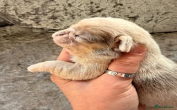 Chihuahua dogs for sale: 💖 Esquire litter of chihuahua puppies 💖 - Advert 20