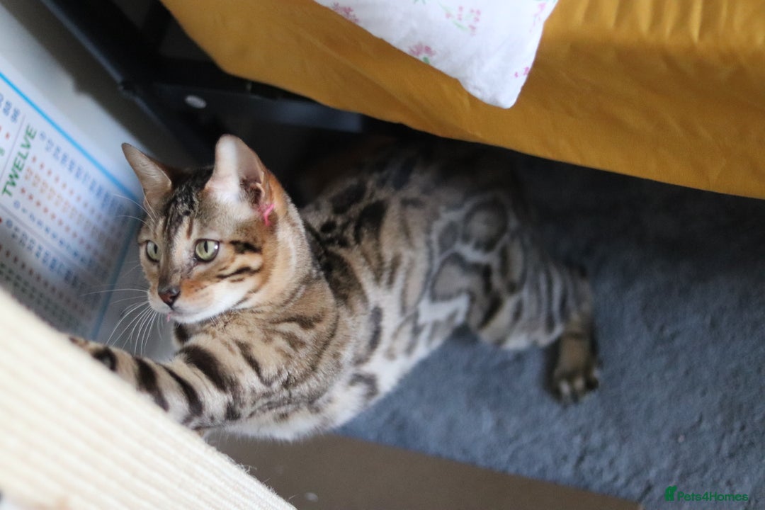 Bengal cats for sale: Exceptional Seal Sepia Bengal Queen  - Advert 14