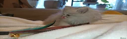 Persian cats for sale: Persian kittens  in Stoke-on-Trent - Advert 17