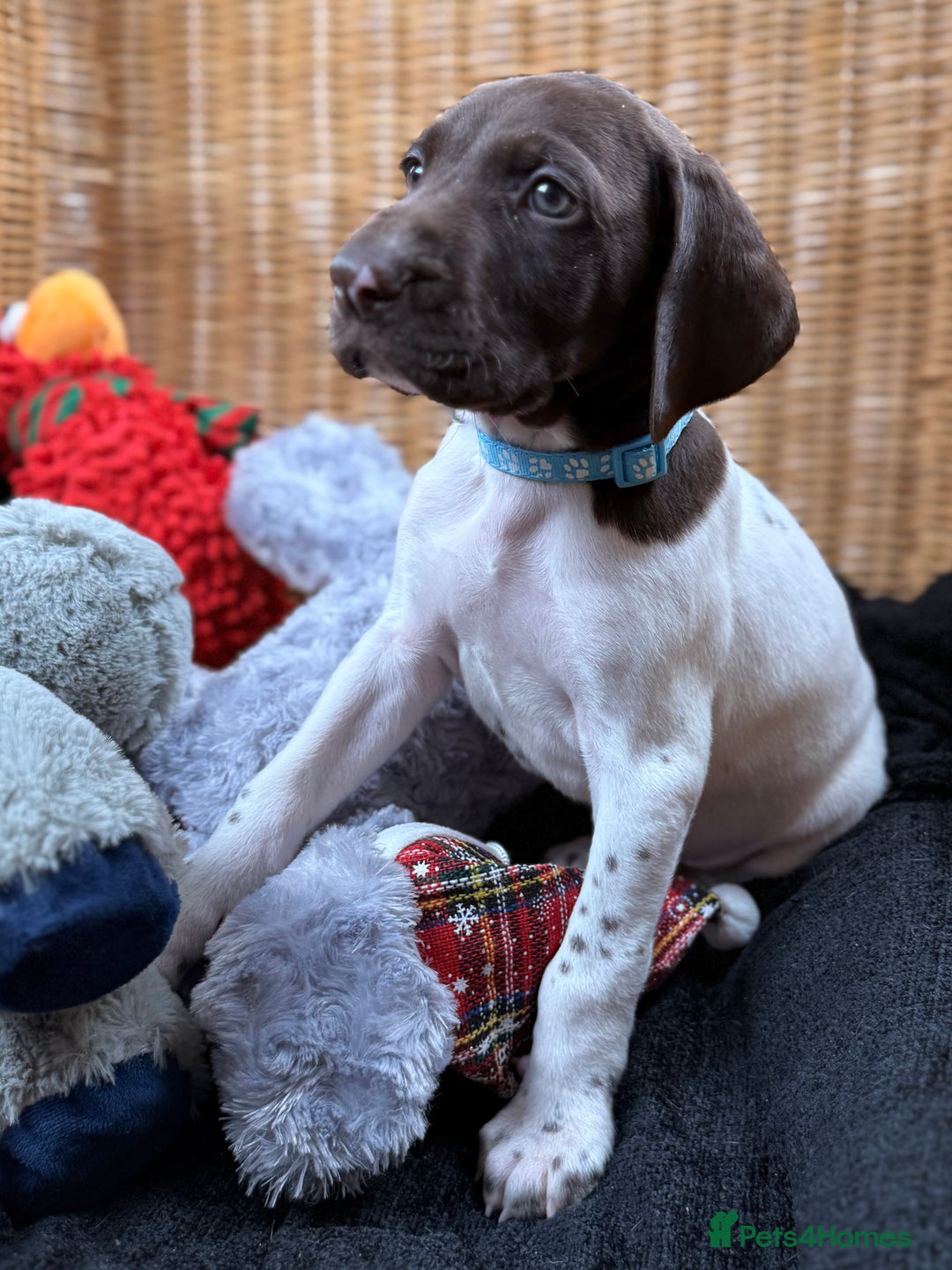 German Shorthaired Pointer dogs for sale: KC GSP Pups Health Tested Parents - Advert 5