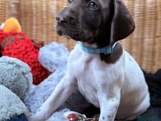 German Shorthaired Pointer dogs KC GSP Pups Health Tested Parents - Advert 10