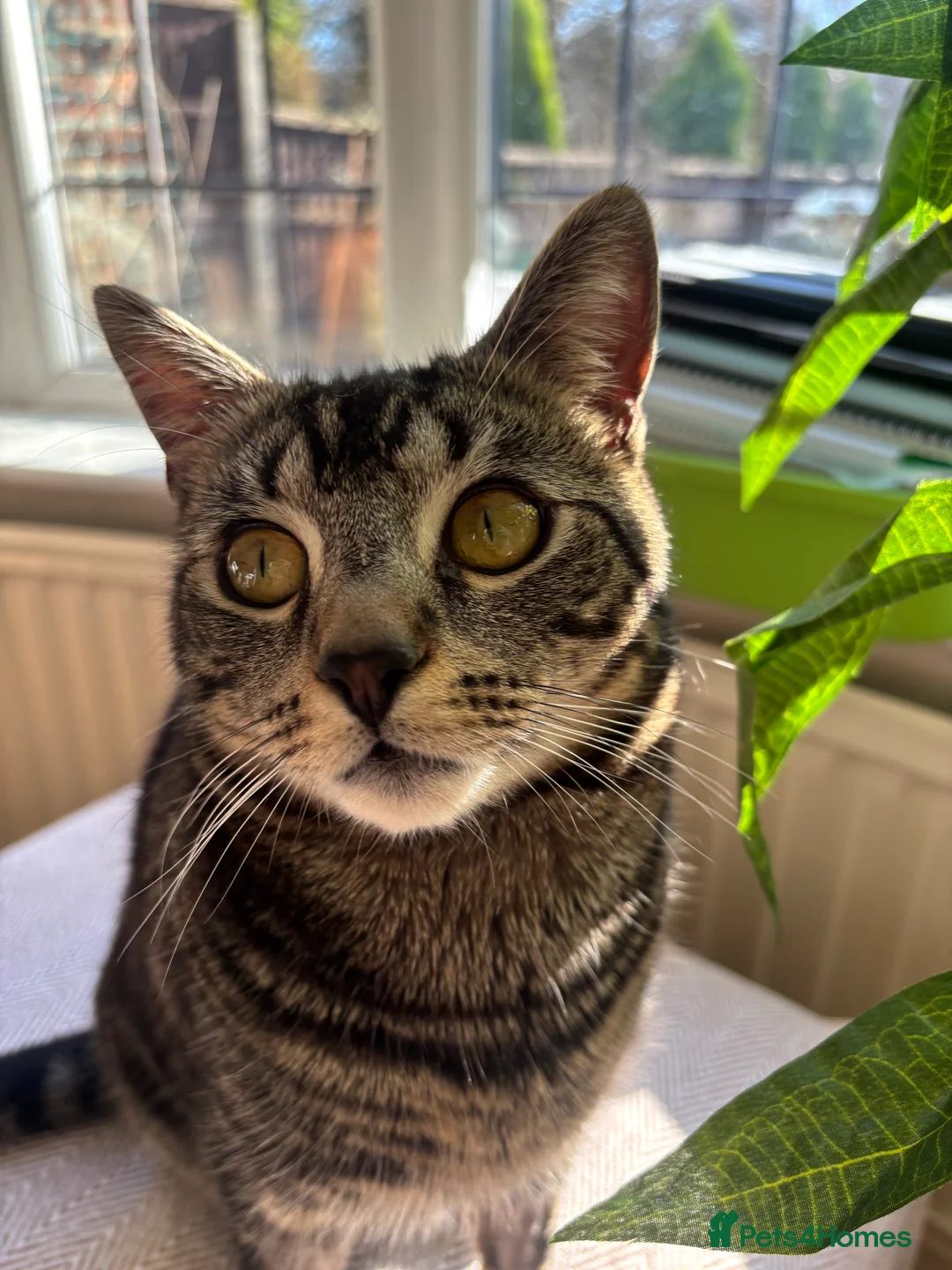 Domestic Shorthair cats for sale: Beautiful domestic shorthair  - Advert 1