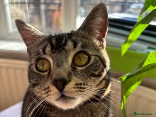 Domestic Shorthair cats Beautiful domestic shorthair - Advert 5