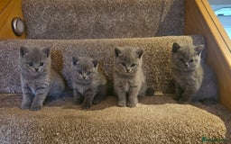 British Shorthair cats for sale: Beautiful Pedigree British Blue Kittens  🐾 - Advert 6