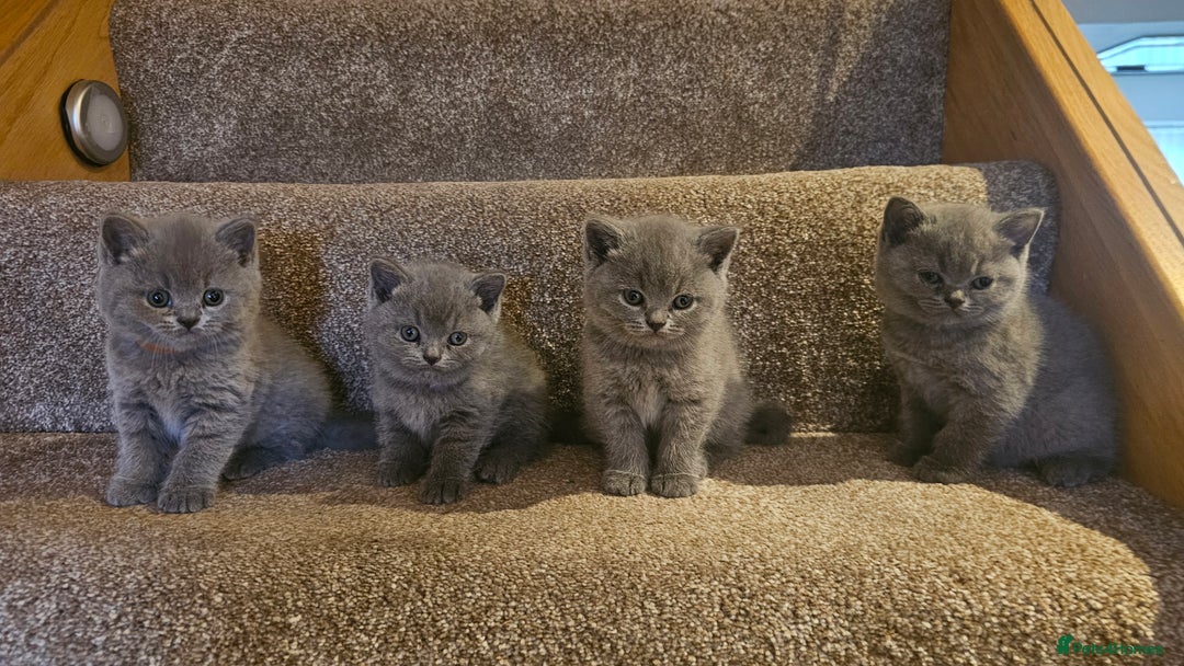British Shorthair cats for sale: Beautiful Pedigree British Blue Kittens  🐾 - Advert 6