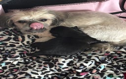 Shih Tzu dogs for sale: Bear 🐻  - Image 20