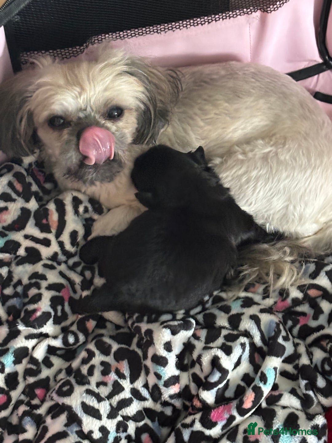 Shih Tzu dogs for sale: Bear 🐻  - Image 20